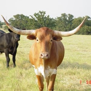 Meet your Posher, Brenda